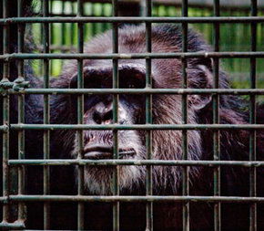 Rockhampton Zoo - Accommodation VIC 0