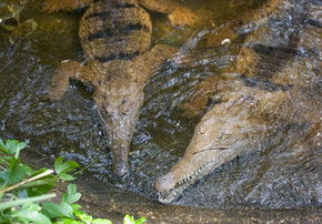 Rockhampton Zoo - Accommodation VIC 1