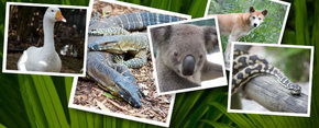 Rockhampton Zoo - Accommodation VIC 2