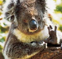 Gorge Wildlife Park - Accommodation VIC