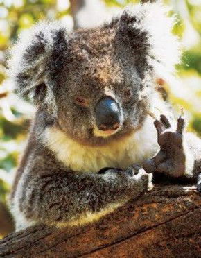 Gorge Wildlife Park - Accommodation VIC 0