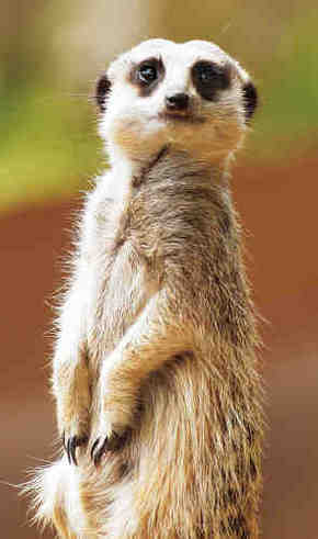 Gorge Wildlife Park - Accommodation VIC 2