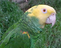 Gorge Wildlife Park - Accommodation VIC 3