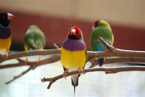 Kyabram Fauna Park - Accommodation VIC 1