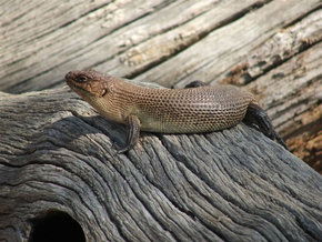 Kyabram Fauna Park - Accommodation VIC 2