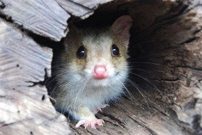 Kyabram Fauna Park - Accommodation VIC 3