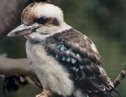 Nowra Wildlife Park - Accommodation VIC 2