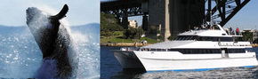 Prestige Harbour Cruises - Accommodation VIC 3