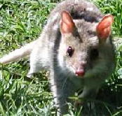 Urimbirra Wildlife Park - Accommodation VIC