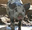 Wagga Wagga Zoo - Accommodation VIC