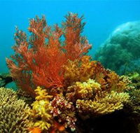 Three Islands Whale Shark Dive - Accommodation VIC