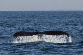 Three Islands Whale Shark Dive - Accommodation VIC 1