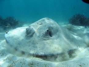 Three Islands Whale Shark Dive - Accommodation VIC 2