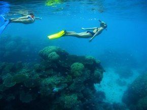 Three Islands Whale Shark Dive - Accommodation VIC 3