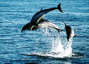 Polperro Dolphin Swims - Accommodation VIC 1