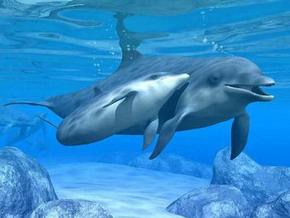 Polperro Dolphin Swims - Accommodation VIC 3