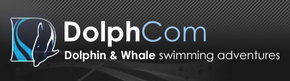Dolphcom - Dolphin & Whale Swimming Adventures - Accommodation VIC 0