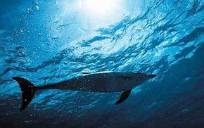 Dolphcom - Dolphin & Whale Swimming Adventures - Accommodation VIC 1
