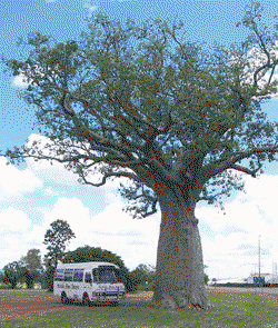 Kununurra Cruises - Accommodation VIC 1