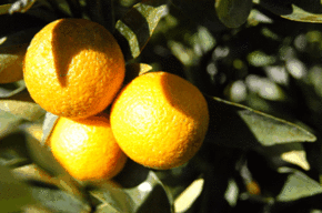 Kinloch Wines - Accommodation VIC 1