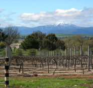 Buller View Wines - Accommodation VIC