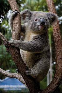 Currumbin Wildlife Sanctuary - Accommodation VIC 1