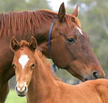 Blue Gum Farm - Accommodation VIC