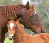 Blue Gum Farm - Accommodation VIC 0