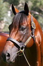 Blue Gum Farm - Accommodation VIC 2