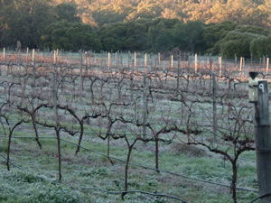 Lion Mill Vineyards - Accommodation VIC 1