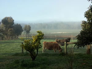 Lion Mill Vineyards - Accommodation VIC 2