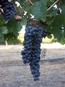 Lion Mill Vineyards - Accommodation VIC 3