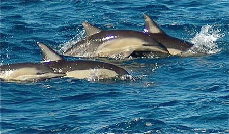 Dolphin Swim Australia - Accommodation VIC 0