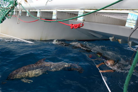 Dolphin Swim Australia - Accommodation VIC 1