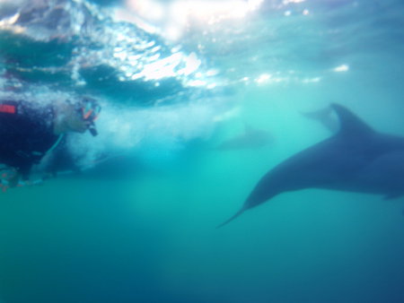 Dolphin Swim Australia - Accommodation VIC 2