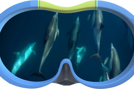 Dolphin Swim Australia - Accommodation VIC 3