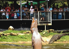 Crocodylus Park - Accommodation VIC 2