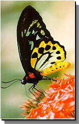 Daintree Rainforest River Trains - Accommodation VIC 2