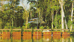 Daintree Rainforest River Trains - Accommodation VIC 3
