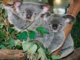 Kuranda Koala Gardens - Accommodation VIC 2