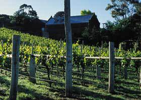 Goona Warra Vineyard - Accommodation VIC 1