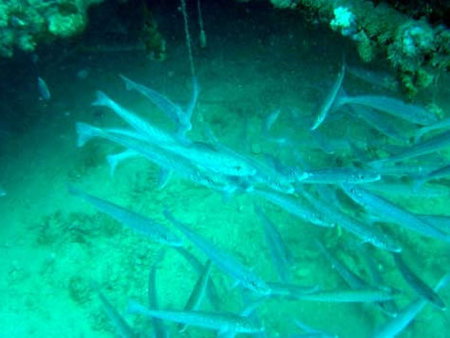 Underwater Sports Diving Centre - Accommodation VIC 1