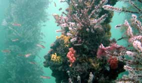 Underwater Sports Diving Centre - Accommodation VIC 2