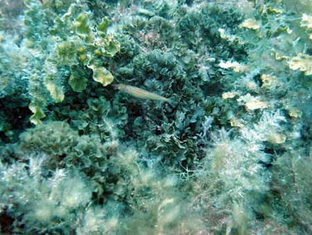 Underwater Sports Diving Centre - Accommodation VIC 3