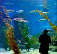 Melbourne Aquarium - Accommodation VIC