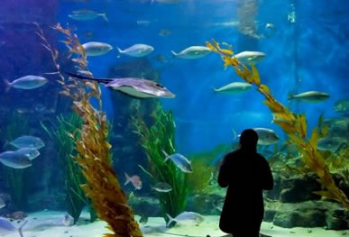 Melbourne Aquarium - Accommodation VIC 0