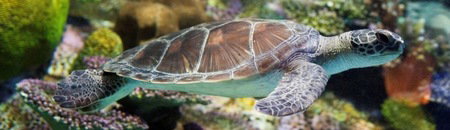 Melbourne Aquarium - Accommodation VIC 1