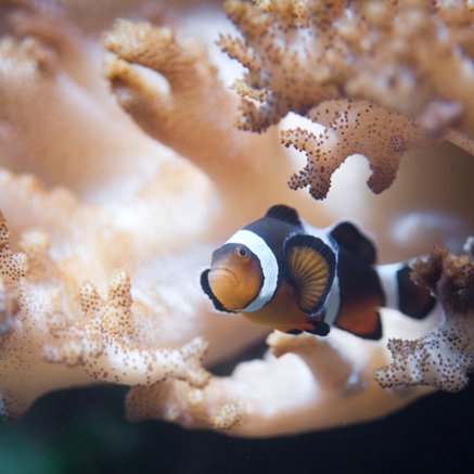 Melbourne Aquarium - Accommodation VIC 2