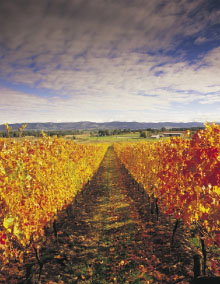 Link Tours - Accommodation VIC 0