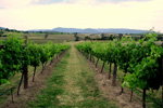 Link Tours - Accommodation VIC 2
